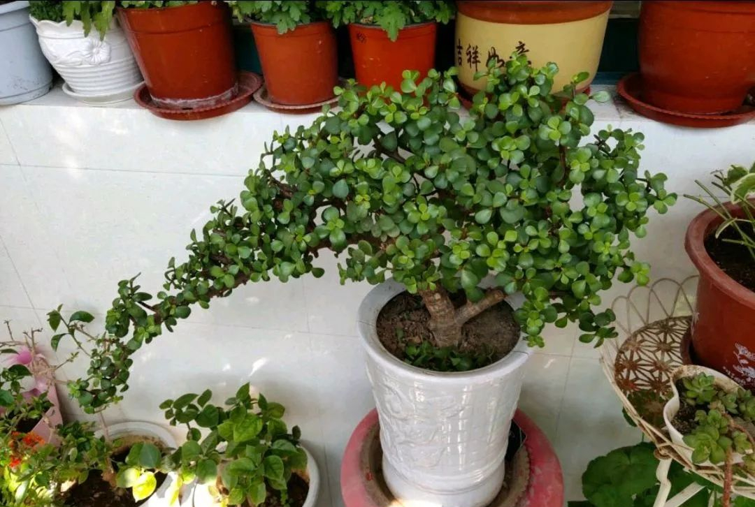 金枝玉叶花卉，难怪叶片哗哗掉，避开枝叶紧凑，二三年成老桩