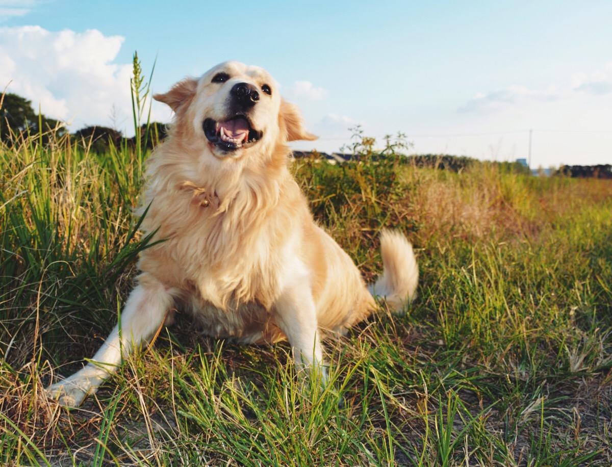 金毛犬很“危险”，我劝你不要养，不然和我一样后悔莫及！