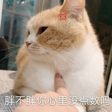 猫咪表情包合集｜大声点，我近视