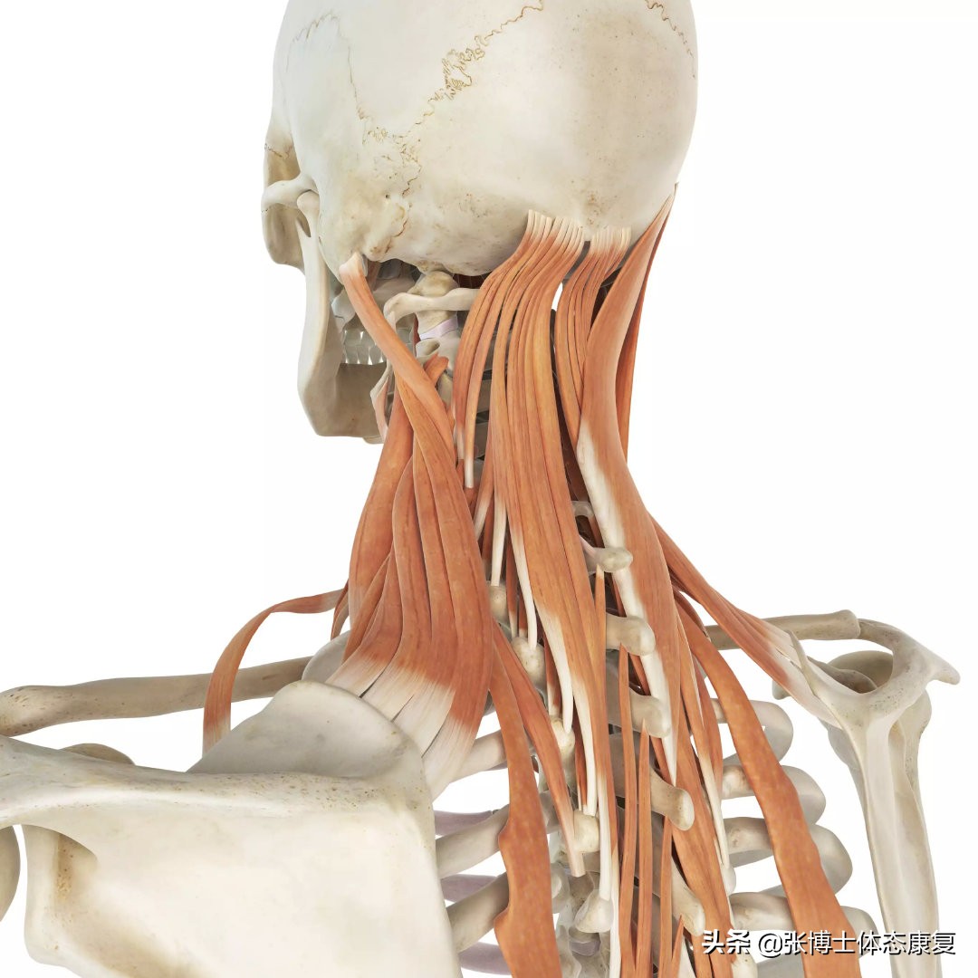 【运动康复】肩胛提肌的解剖功能与肩颈肌肉的自我松解方法