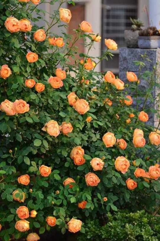 月季别乱买了,送你一份"清单",都是经典好品种