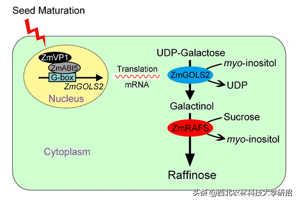 新进展！近期，西北农林科技大学9项科研成果登上国际权威期刊