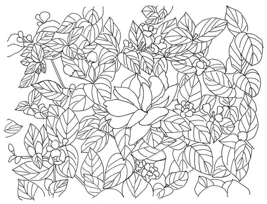 零基础钢笔画教程:分步骤讲解茉莉钢笔画画法,简单易学,快临摹