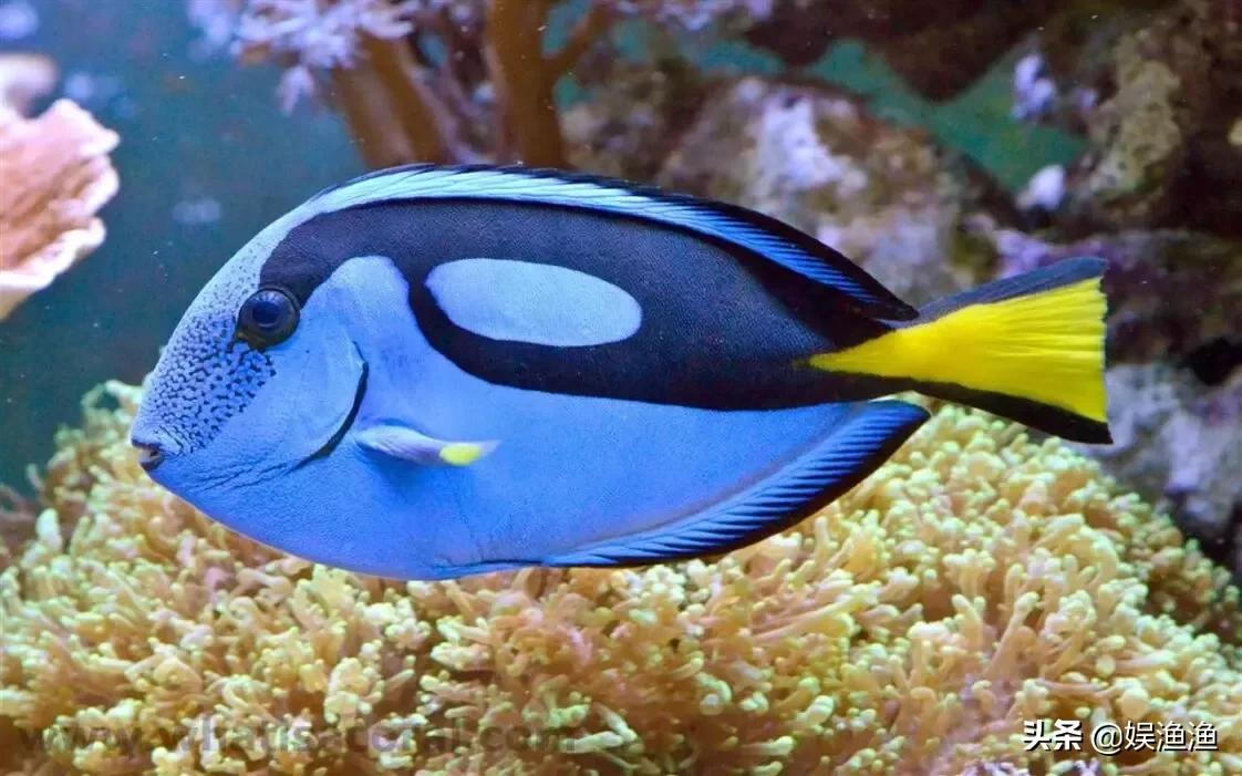 在海洋水族館的突出魚類是唯一的成員的副棘魚屬.