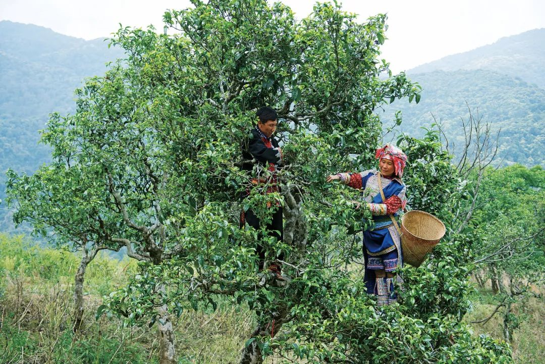 一斤毛茶2万元，茶树王采摘权高达166万元，冰岛茶凭啥这么贵？