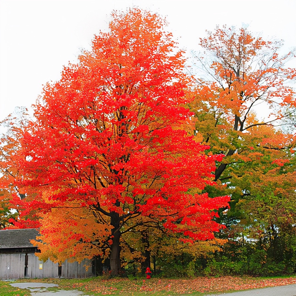 绿化树品种大全(100种绿化带或路边常见的花草树木)