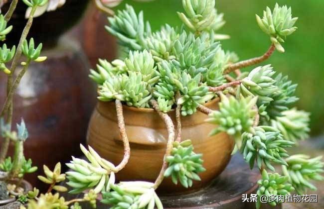 养好千佛手有诀窍,记住“3喜1怕”