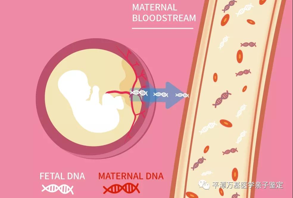 肚子里的胎儿怎么做亲子鉴定？样本怎么采集？