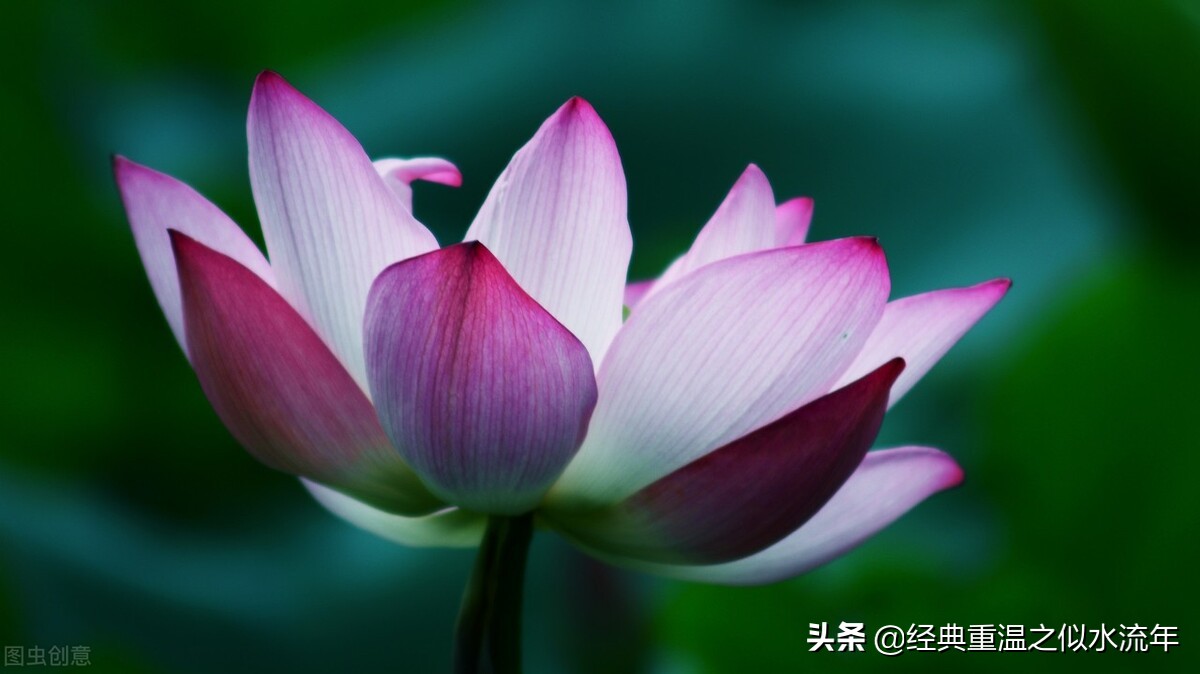 不当家不知柴米贵，不养儿不知父母恩