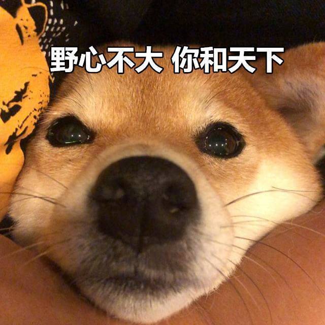 柴犬表情包合集｜你懂我的意思吧