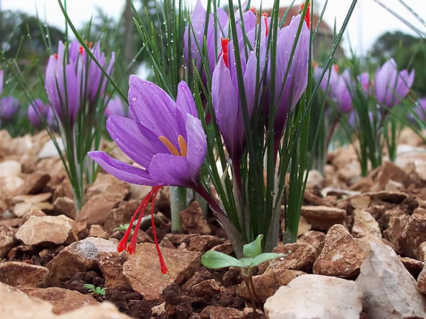 因为这毕竟是药嘛,藏红花开完花之后可以及时地剪掉残花,保留叶子,让