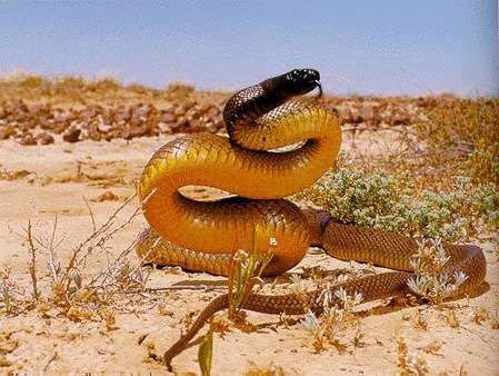 探索科学神秘地带,带你了解世界公认的最毒蛇——内陆太攀蛇