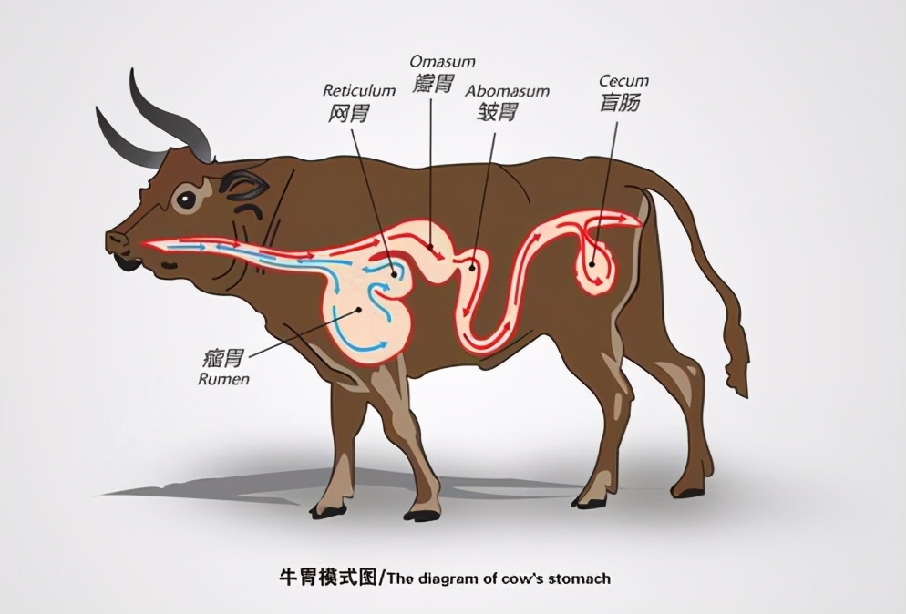 牛的胃简笔画 儿童图片