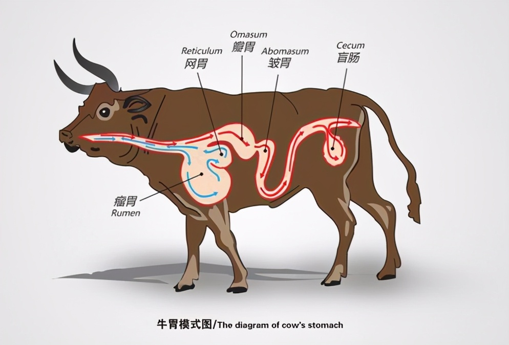 牛的肠道图片大全,牛胃示意图_大山谷图库