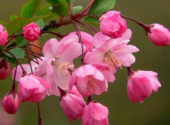 海棠花什么时候开花(海棠花什么时候开花，盆栽海棠花花期多久)