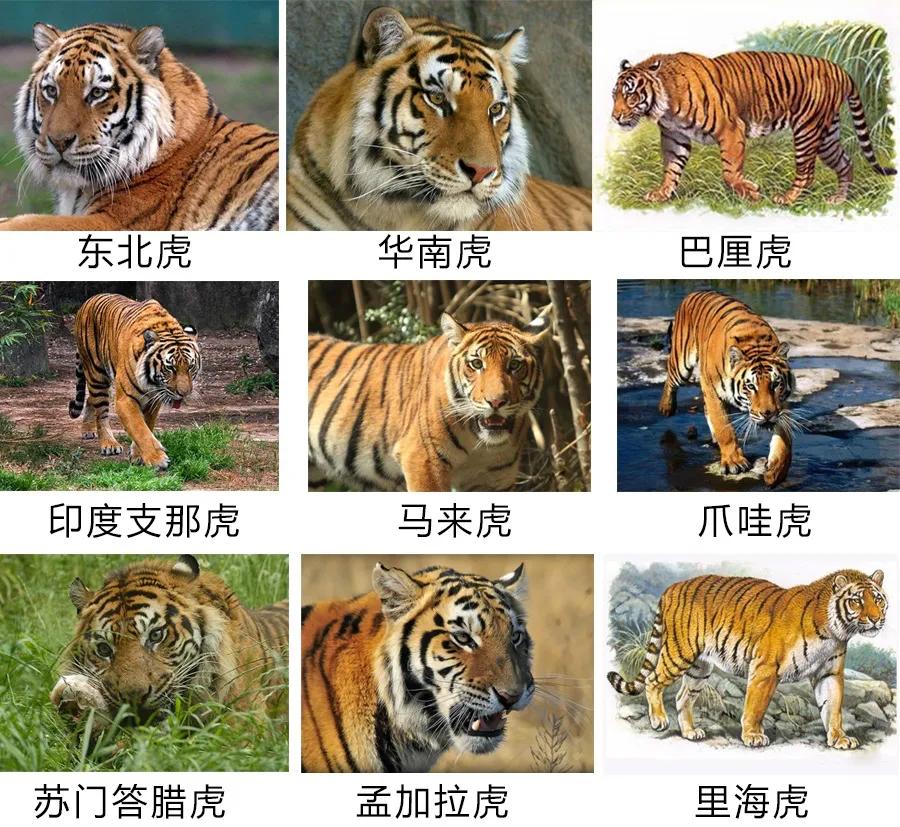 在所有的老虎亚种里普遍观点认为东北虎是体型最大的,相对于其它虎种