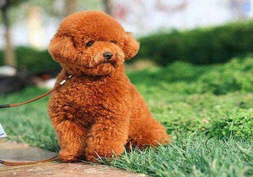 狗流鼻涕是怎么回事