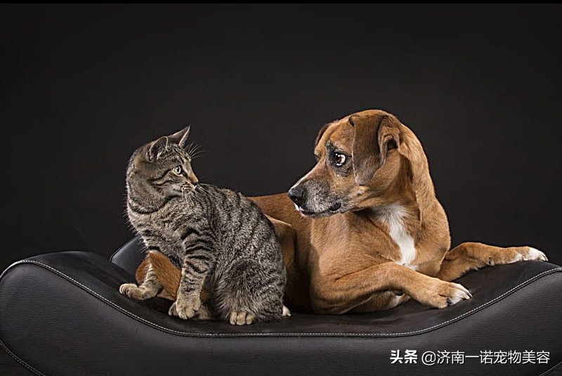 天呀！宠物居然有这么可怕的寄生虫，该如何给宠物进行驱虫呢？