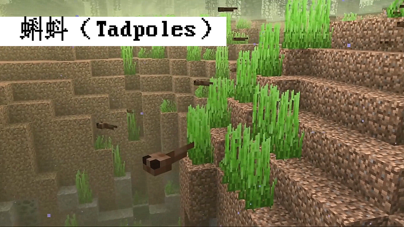 內容三:蝌蚪(tadpoles)