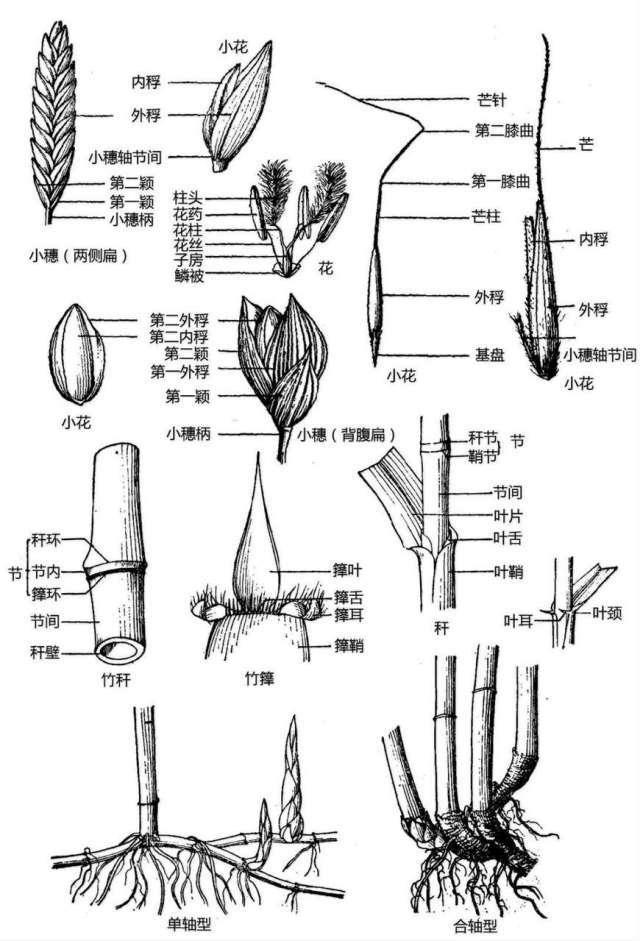 花的基本结构简图（教科书般的植物形态图解）