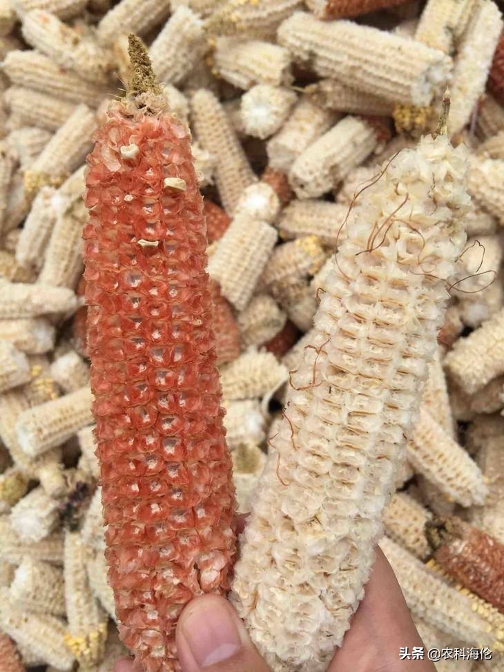 玉米芯粉多少钱一吨(农村的玉米芯竟然可以卖钱) - 价格百科