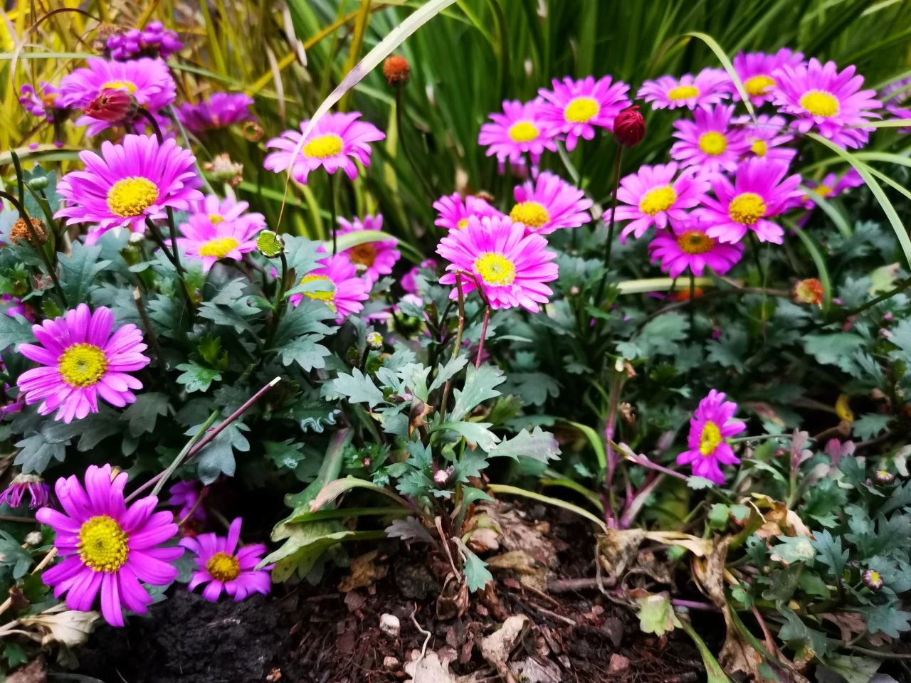 多年生草本花卉(多年生草本花卉大部分起源于什么地区)