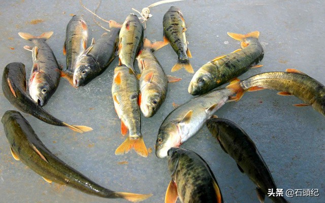 青海湖里的精灵，每年只长一两肉的湟鱼，再现半河清水半河鱼景观