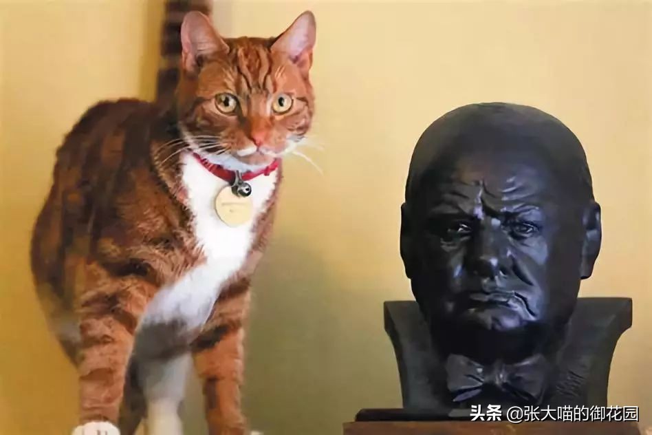 孕妇能养猫吗（怀孕与养猫这件事并不冲突）