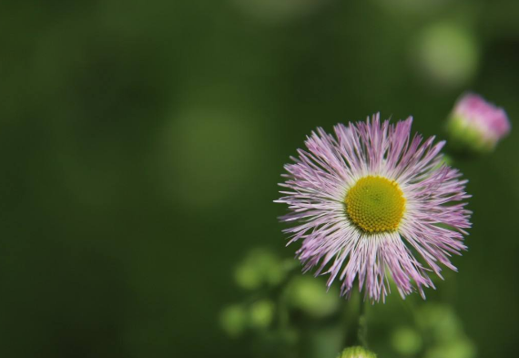 「诗词鉴赏」野花无主为谁芳，古诗词里的野菊，寂寞开，别样美