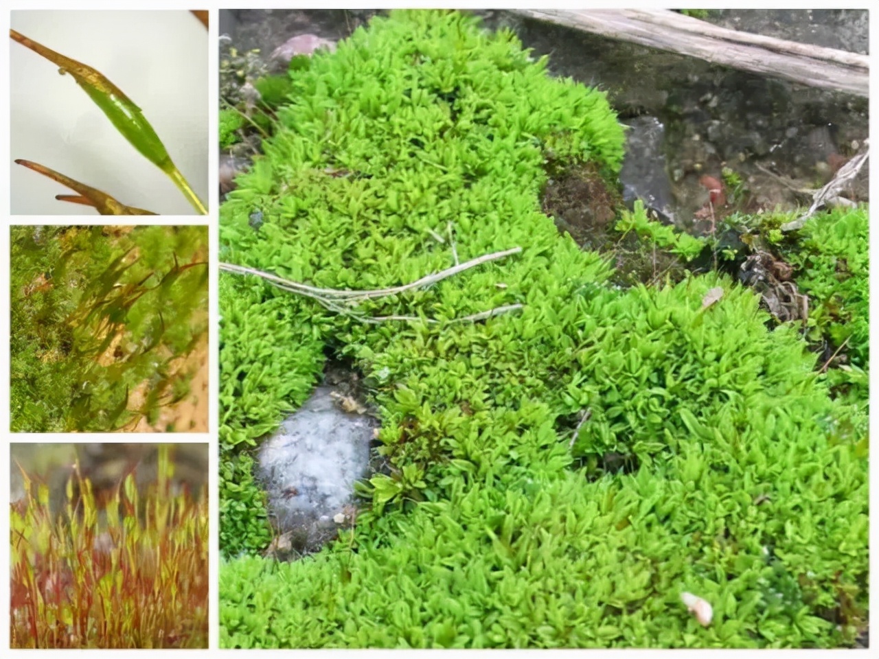 苔藓植物图片（小编带你盘点四十种苔藓植物）