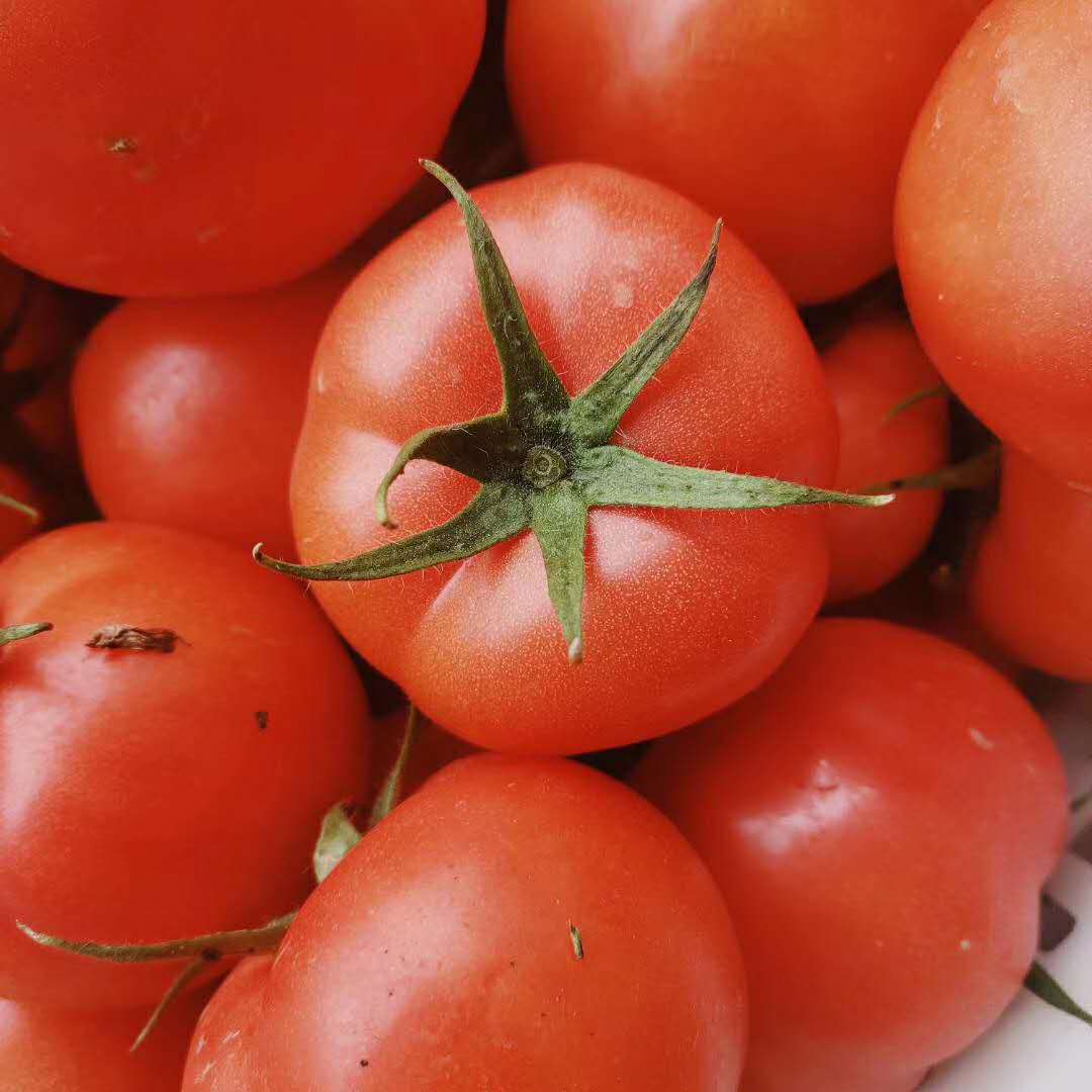 今年西红柿价格“离谱”，10元买3个，为何如此“傲娇”？