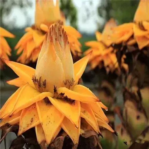 盈盈芙蕖水中开，菡萏尽放，千娇百媚~与君共赏这一池荷香