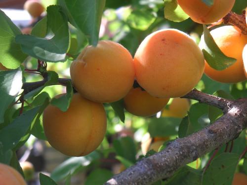杏树种植,杏树种植时间和方法