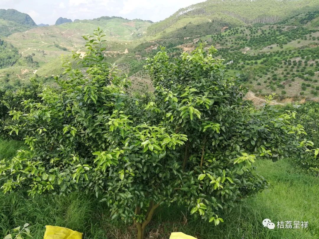 冬肥备了吗？80元一包还包邮的大牌有机生物菌肥来看看