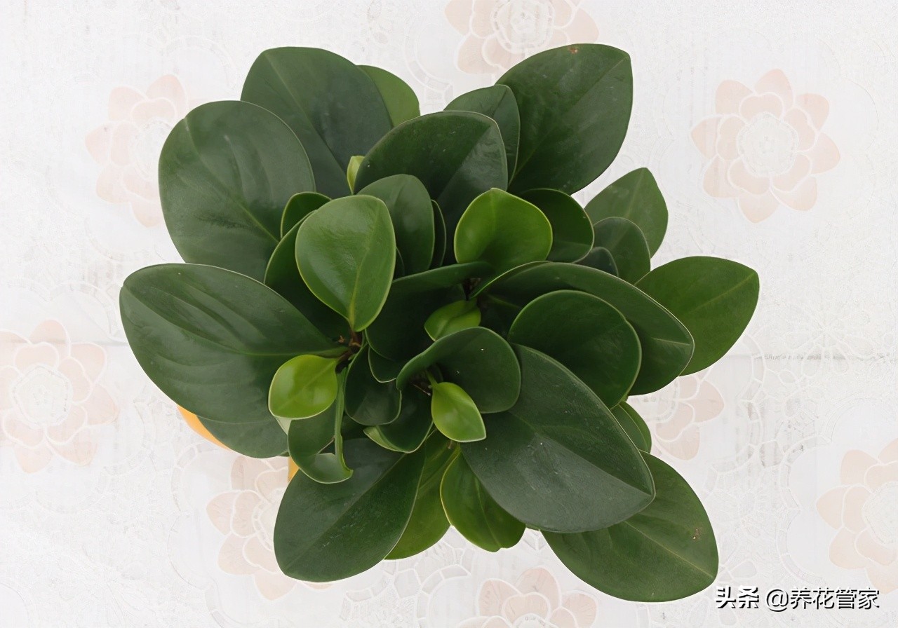 读懂豆瓣绿的五大生长习性,植物界的"小家碧玉"也好养