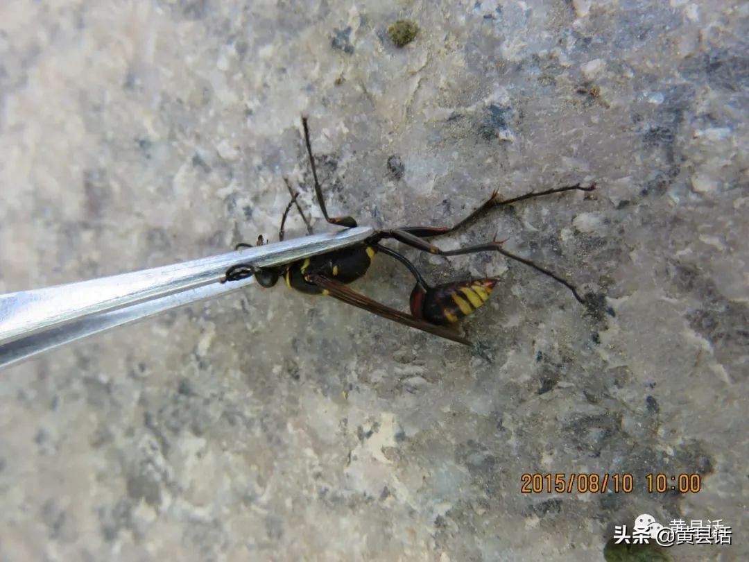 驼腹壁泥蜂另一种是驼腹壁泥蜂,胸腹间的柄是黑色的,腹部像驼背一样地