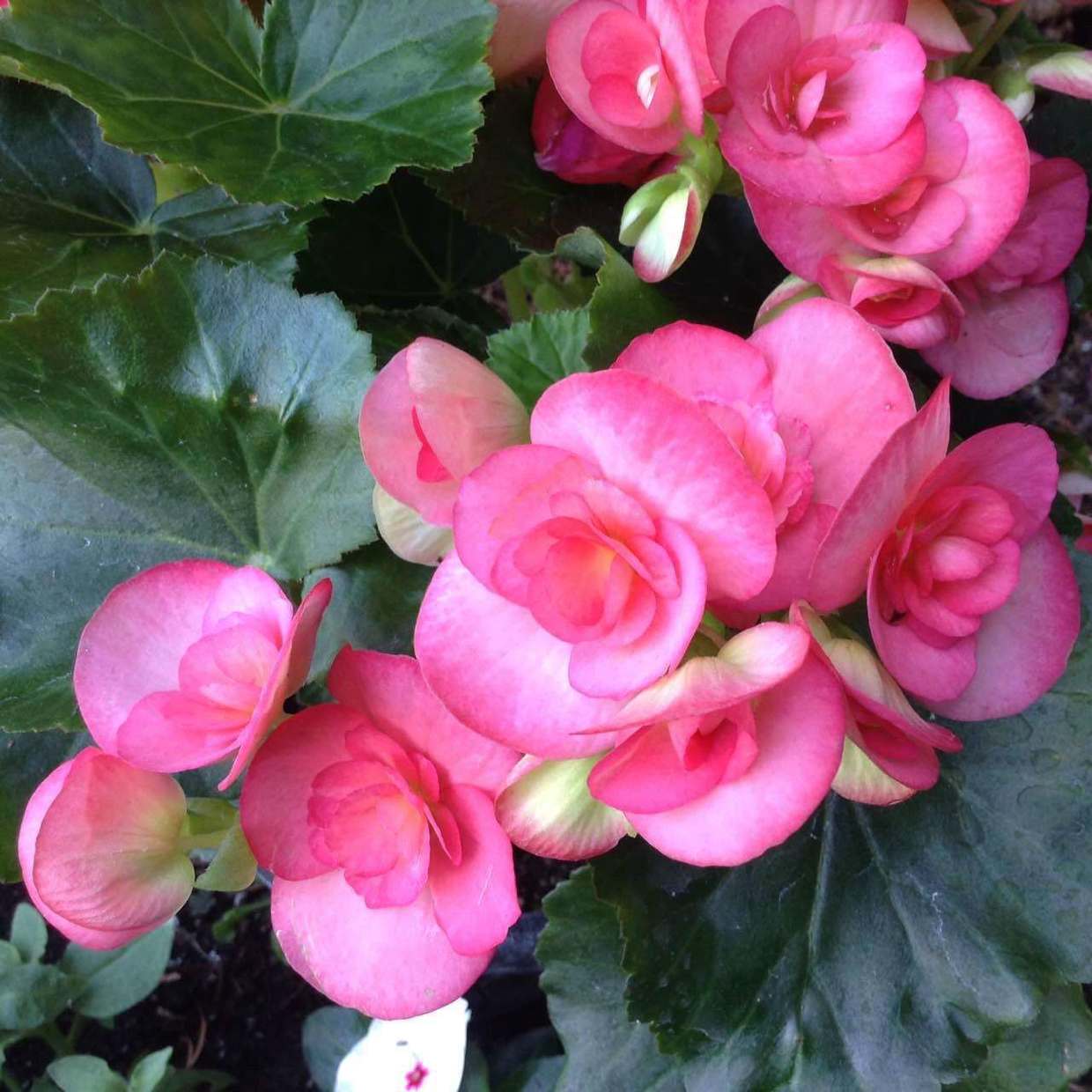 这花一年四季都能开花,名叫四季海棠,皮实好养越养越美