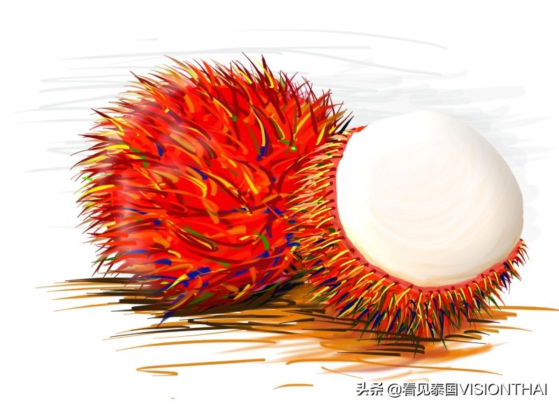 认识13种泰国水果：山竹、榴梿、 蛇皮果、木鳖果、红毛丹…