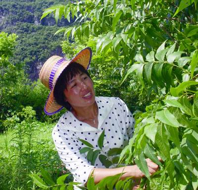 杭州80后女创业家返乡，扎根农村30年种石斛，一斤能卖上万元
