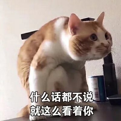 猫咪表情包合集｜谁还不是谁的小公举呢