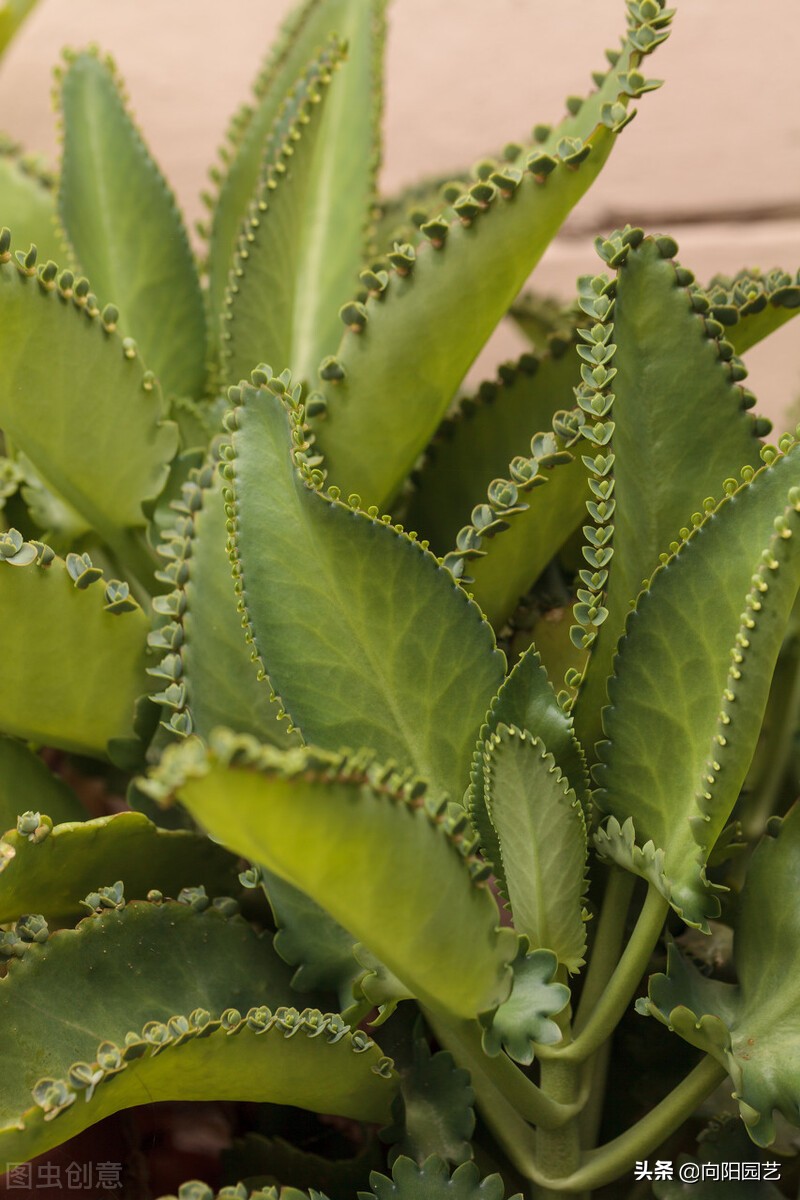 遗忘在阳台上的不死鸟,随意长一长,窜到1米高,小崽子无数