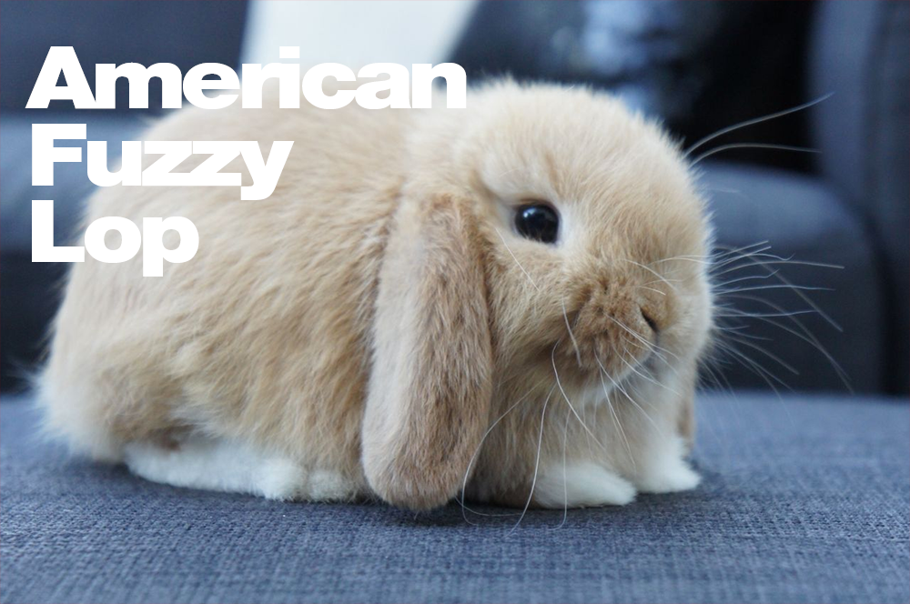 美国长毛垂耳兔(来源网络,若有侵权请联系删图)英国迷你狮子头(来源