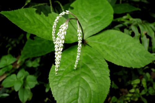 四块瓦名字叫四块瓦的有哪些植物