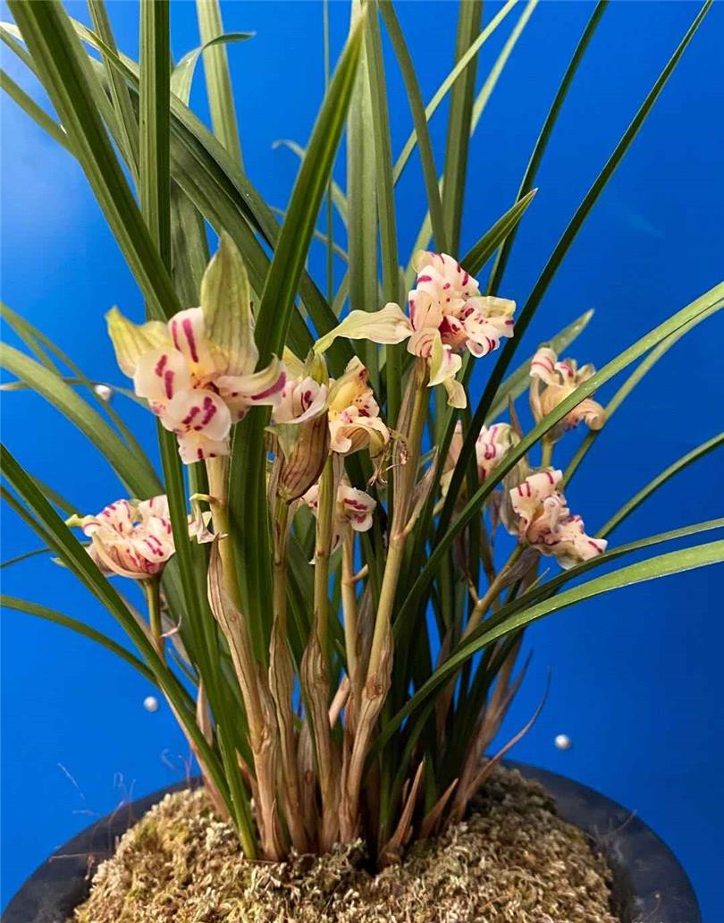 牡丹花哪个品种被誉为最美(被誉为春兰最美牡丹竟然是它)