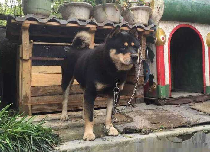 四眼狗其实就是我们本土的苏犬,是一种长相霸气,而且聪明的狗狗,适应