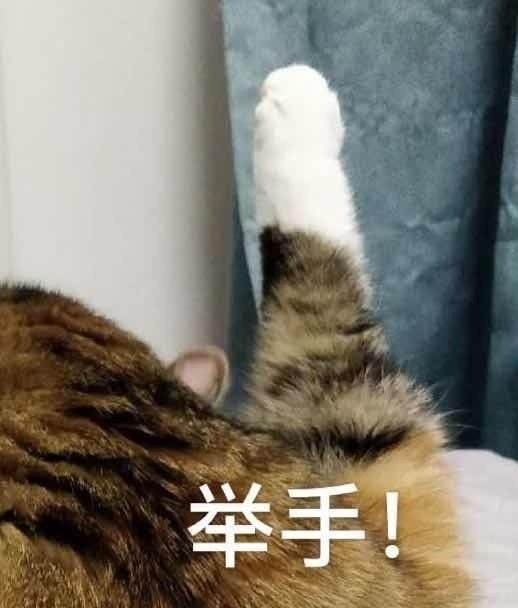 猫咪表情包合集｜老子可爱吗？