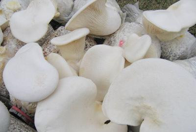 蘑菇种类大全及图片（31种常见的菌类蘑菇图片）