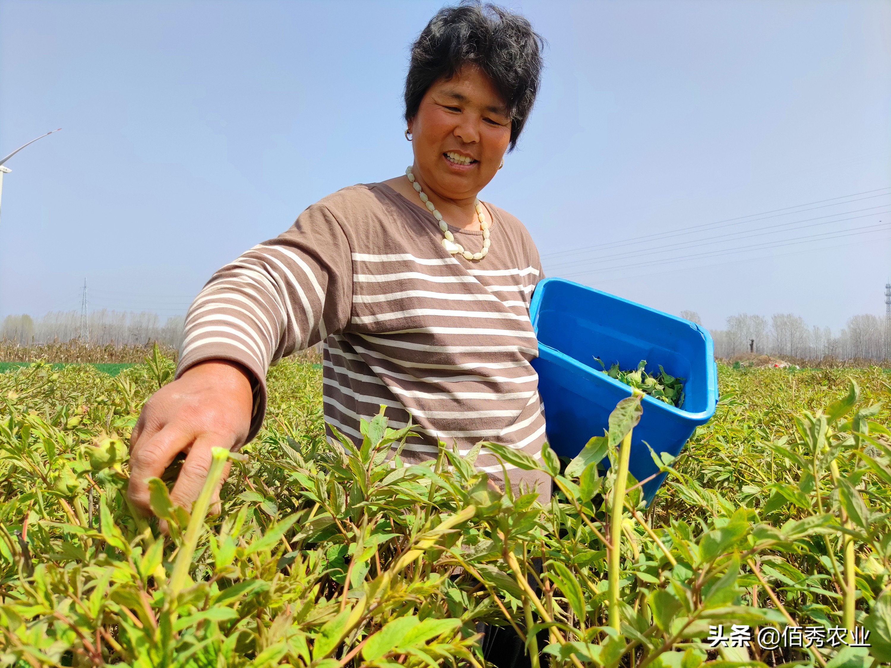 旁观者迷：种植大户不挣钱，为啥去农村承包土地的人那么多？