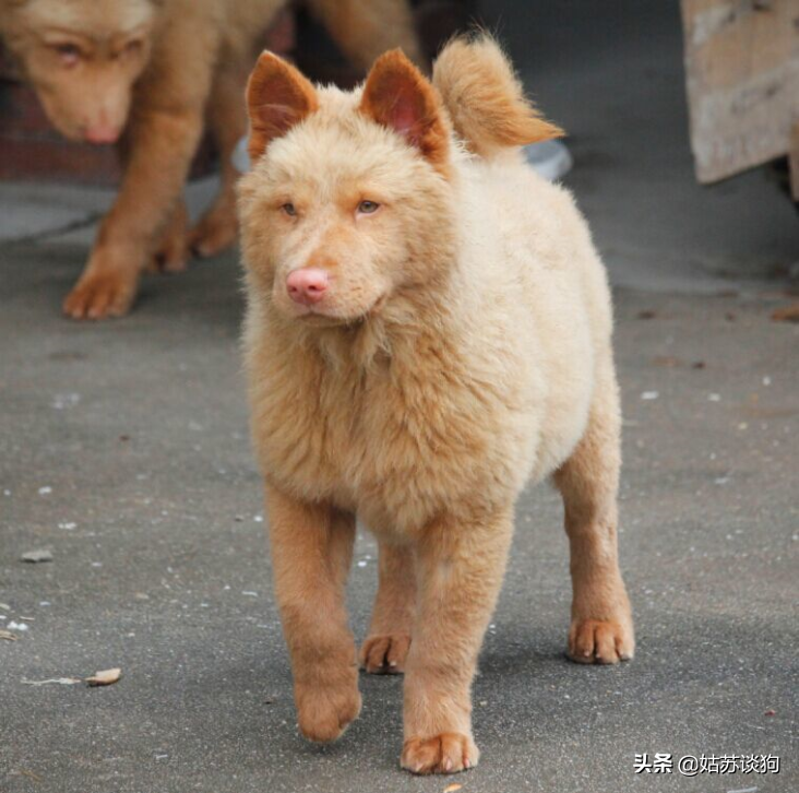 紅狼犬圖片(五紅犬) - 赤虎壹號