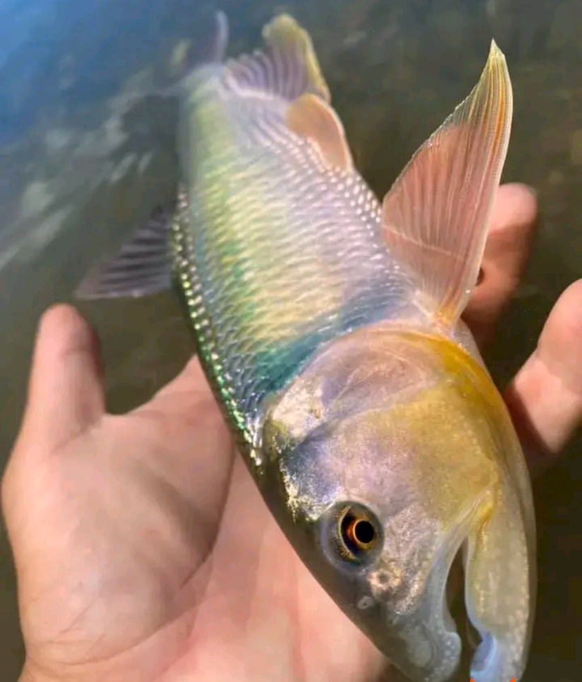 北京周边溪流里的马口鱼,曾被当作"害虫"消灭,如今成了稀罕物